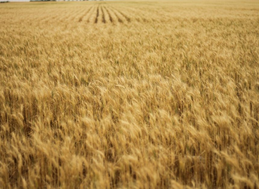 Las lluvias de la primavera han generado un problema inesperado a los agricultores españoles: cereal demasiado barato